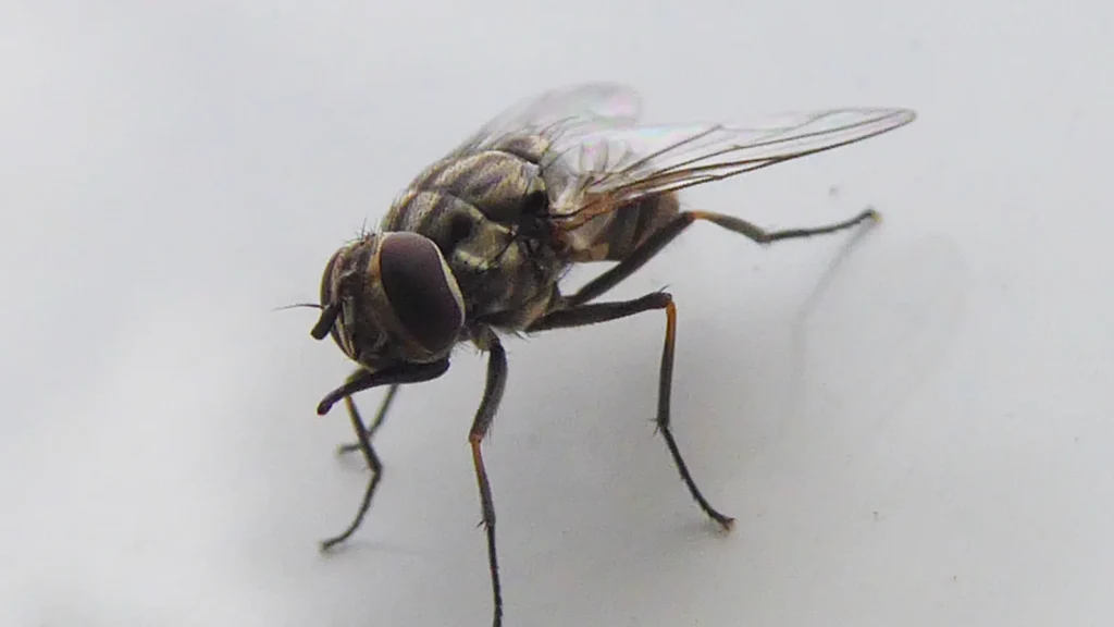 Mosca de los establos: la que pica de verdad y cómo quitarla 1 Primer plano de una mosca de los establos (Stomoxys calcitrans) posada sobre vegetación