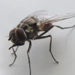 Primer plano de una mosca de los establos (Stomoxys calcitrans) posada sobre vegetación