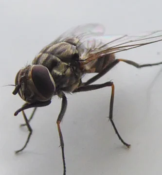 Mosca de los establos: la que pica de verdad y cómo quitarla 3 Primer plano de una mosca de los establos (Stomoxys calcitrans) posada sobre vegetación