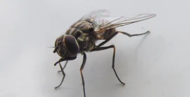 Mosca de los establos: la que pica de verdad y cómo quitarla 4 Primer plano de una mosca de los establos (Stomoxys calcitrans) posada sobre vegetación