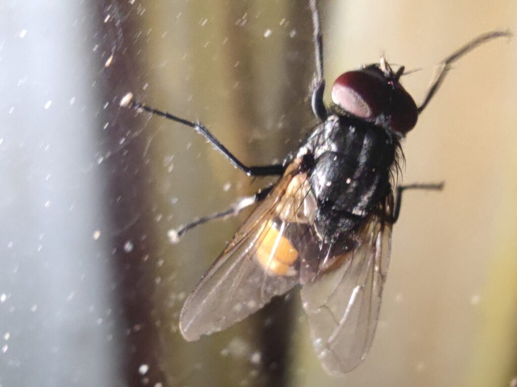 ¿Por qué hay más moscas en septiembre y octubre? 1 Mosca de otoño (Musca autumnalis), una de las especies que aparece en septiembre y octubre
