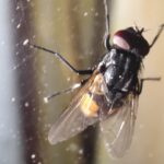 Mosca de otoño (Musca autumnalis), una de las especies que aparece en septiembre y octubre