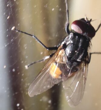 ¿Por qué hay más moscas en septiembre y octubre? 1 Mosca de otoño (Musca autumnalis), una de las especies que aparece en septiembre y octubre