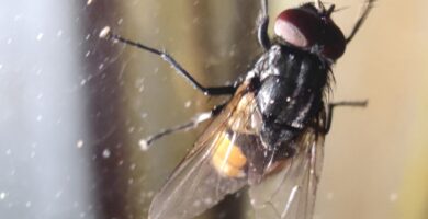 ¿Por qué hay más moscas en septiembre y octubre? 4 Mosca de otoño (Musca autumnalis), una de las especies que aparece en septiembre y octubre