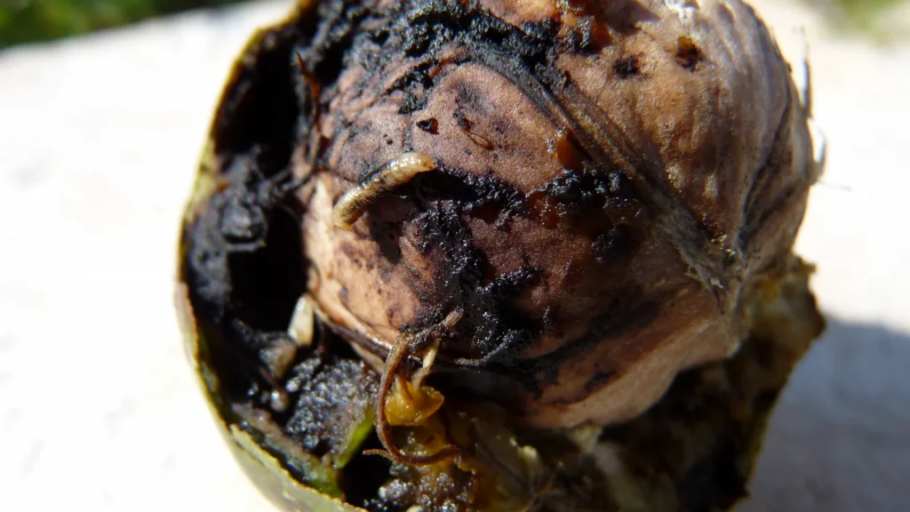 Mosca del nogal (Rhagoletis completa): daño y cómo combatirla 1 Mosca del nogal (Rhagoletis completa) posada sobre una nuez