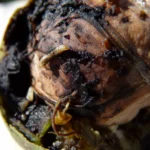Mosca del nogal (Rhagoletis completa) posada sobre una nuez
