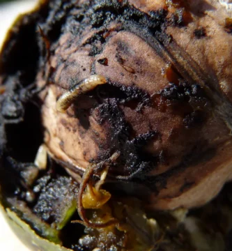 Mosca del nogal (Rhagoletis completa): daño y cómo combatirla 1 Mosca del nogal (Rhagoletis completa) posada sobre una nuez