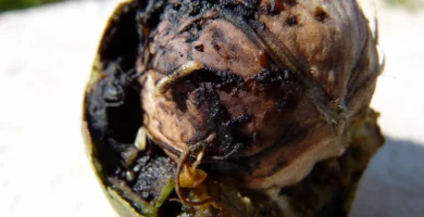 Mosca del nogal (Rhagoletis completa): daño y cómo combatirla 5 Mosca del nogal (Rhagoletis completa) posada sobre una nuez