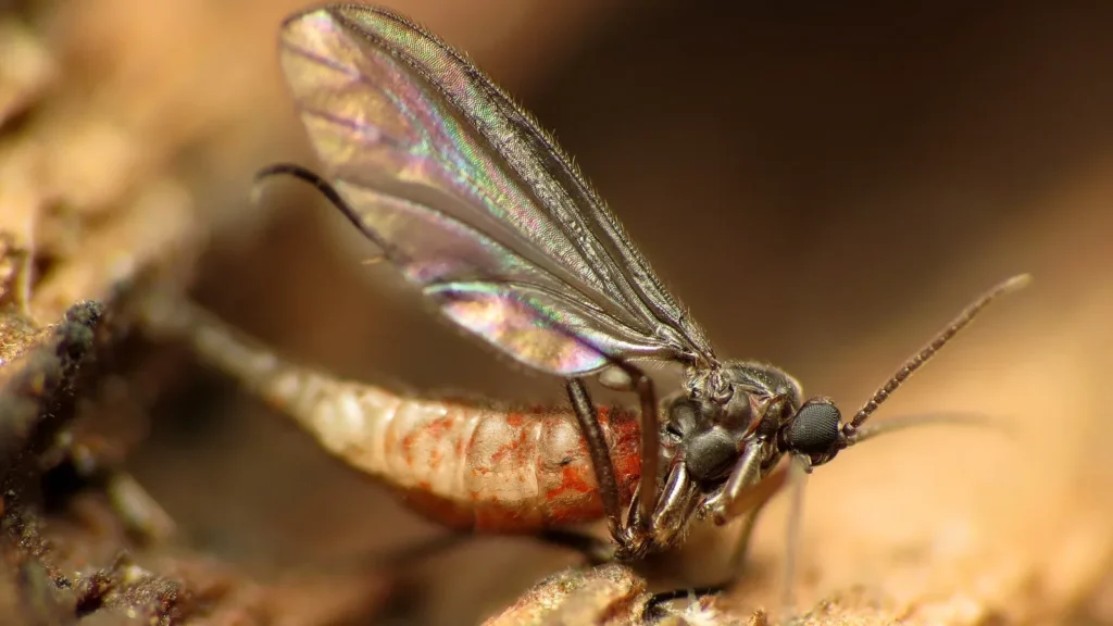 Mosca del sustrato (Sciaridae sp.) posada sobre una superficie de madera