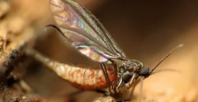 Mosca del sustrato (Sciaridae sp.) posada sobre una superficie de madera