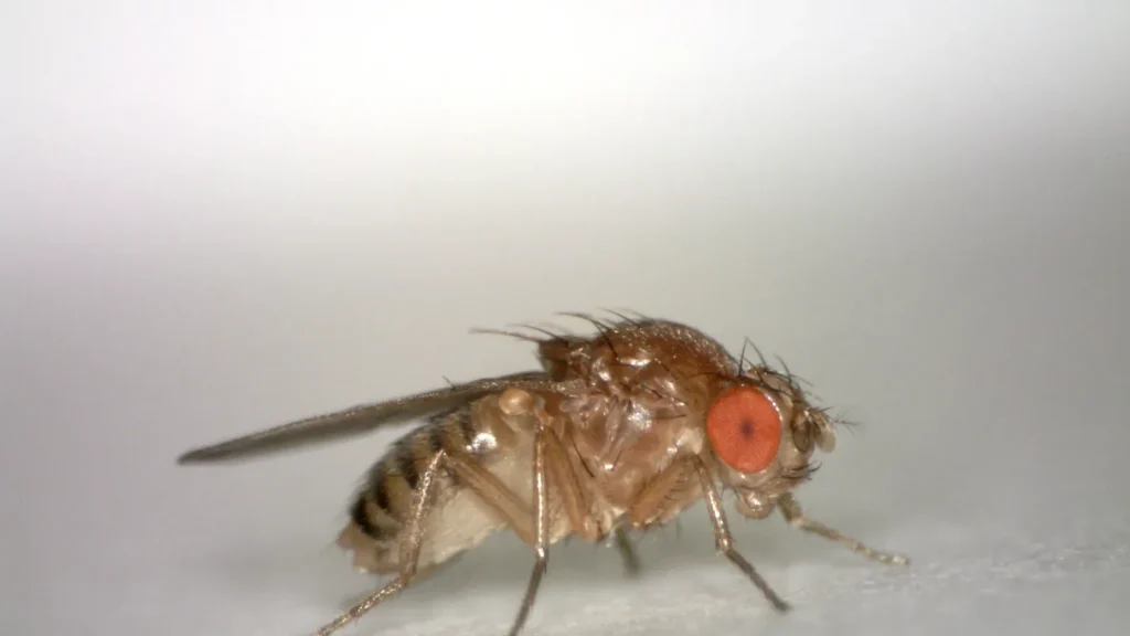 Mosca del vinagre: qué es y cómo eliminarla de casa 1 Hembra de mosca del vinagre (Drosophila melanogaster) sobre papel blanco