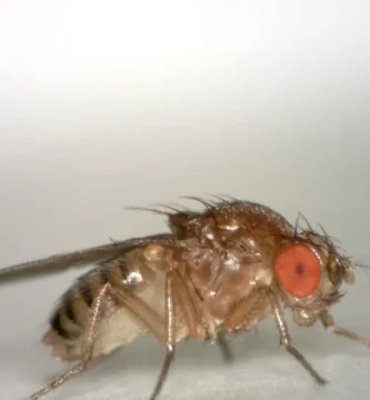 Hembra de mosca del vinagre (Drosophila melanogaster) sobre papel blanco