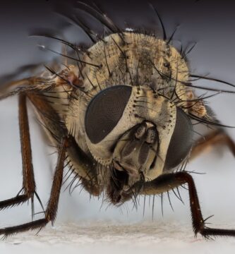 Mosca doméstica (Musca domestica) vista de cerca sobre una superficie