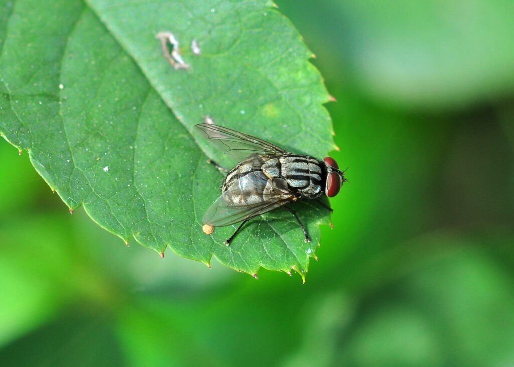 Mosca doméstica (Musca domestica) posada sobre una superficie rugosa
