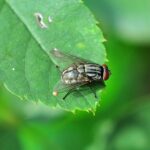 Mosca doméstica (Musca domestica) posada sobre una superficie rugosa