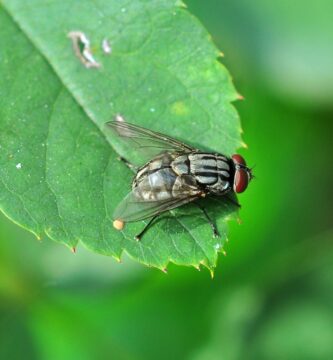 ¿A qué velocidad vuela una mosca? El dato real (y cómo se mide) 3 Mosca doméstica (Musca domestica) posada sobre una superficie rugosa