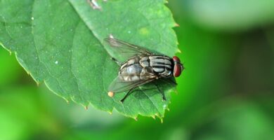 Mosca doméstica (Musca domestica) posada sobre una superficie rugosa