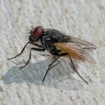 Mosca doméstica (Musca domestica) posada sobre una superficie