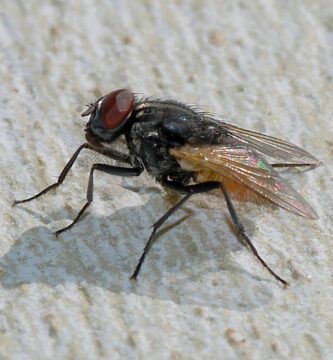 ¿Las moscas solo viven 24 horas? El mito 2 Mosca doméstica (Musca domestica) posada sobre una superficie