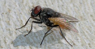 Mosca doméstica (Musca domestica) posada sobre una superficie