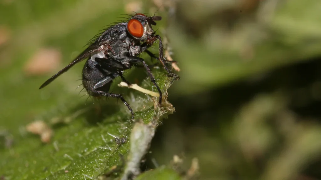 Qué significa que haya muchas moscas en mi casa 1 Mosca doméstica (Musca domestica) en primer plano, con las alas y las patas visibles