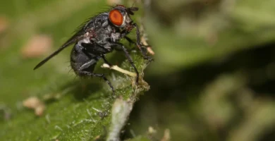 Mosca doméstica (Musca domestica) en primer plano, con las alas y las patas visibles