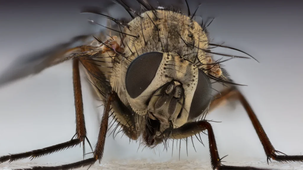 Sonidos de las moscas: por qué zumban y si oyen 1 Primer plano de una mosca doméstica (Musca domestica) posada sobre una hoja verde