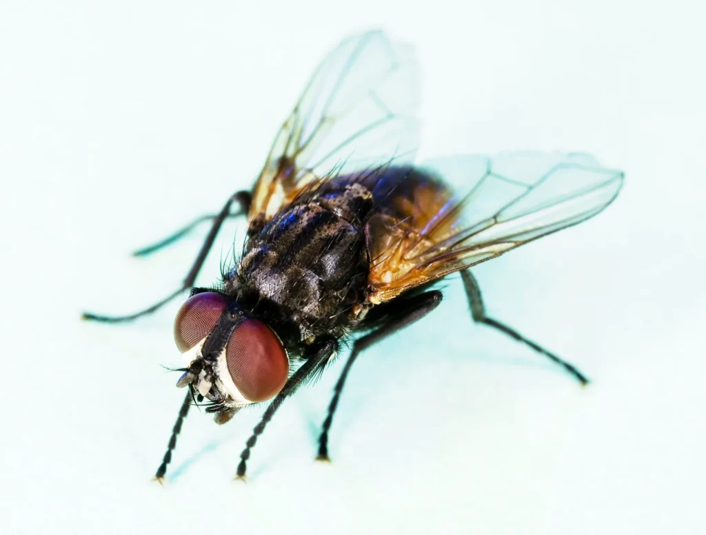 ¿Qué pasa si comes algo en lo que se posó una mosca? 1 Mosca doméstica (Musca domestica), la especie que se posa en la comida
