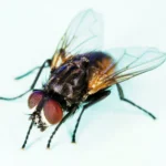 Mosca doméstica (Musca domestica), la especie que se posa en la comida