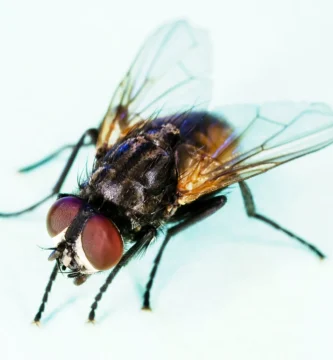 Mosca doméstica (Musca domestica), la especie que se posa en la comida