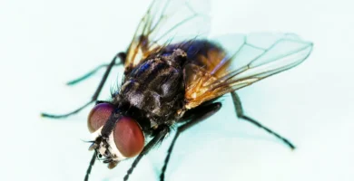 ¿Qué pasa si comes algo en lo que se posó una mosca? 6 Mosca doméstica (Musca domestica), la especie que se posa en la comida