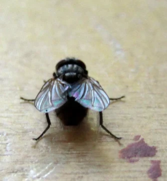 Mosca doméstica: qué es, cómo reconocerla y cómo eliminarla 3 Mosca doméstica (Musca domestica) posada sobre una superficie