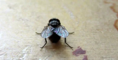Mosca doméstica: qué es, cómo reconocerla y cómo eliminarla 6 Mosca doméstica (Musca domestica) posada sobre una superficie