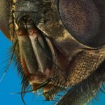 mosca domestica portrait 1