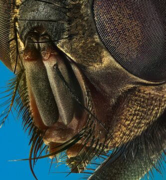 ¿Qué enfermedades transmiten las moscas domésticas? 3 mosca domestica portrait 1