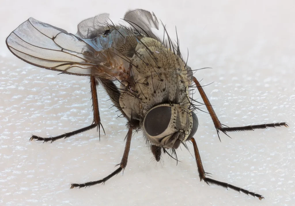 Mosca doméstica (Musca domestica) fotografiada de cerca sobre una superficie clara