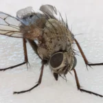 Mosca doméstica (Musca domestica) fotografiada de cerca sobre una superficie clara