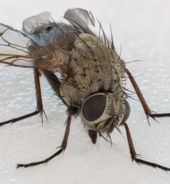 Mosca doméstica (Musca domestica) fotografiada de cerca sobre una superficie clara