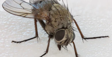 ¿Por qué es tan difícil matar una mosca? La ciencia del manotazo 4 Mosca doméstica (Musca domestica) fotografiada de cerca sobre una superficie clara