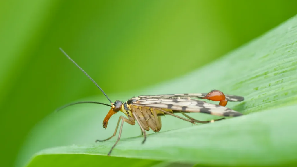 Mosca escorpión (Panorpa communis) sobre una hoja