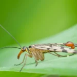 Mosca escorpión (Panorpa communis) sobre una hoja
