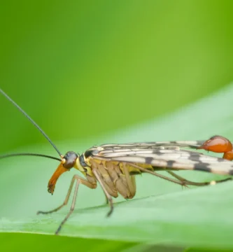 Mosca escorpión (Panorpa communis) sobre una hoja