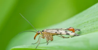 Mosca escorpión: no es mosca, no es escorpión y no pica 5 Mosca escorpión (Panorpa communis) sobre una hoja