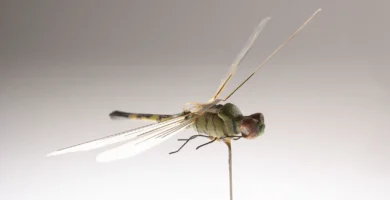 Insectothopter, el dron de la CIA con forma de insecto (años 70)