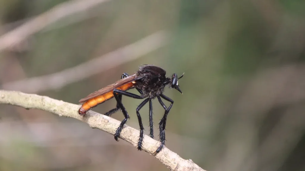 Mosca ladrona mexicana (Archilestris magnificus): qué es y por qué no hay que eliminarla 1 Mosca ladrona mexicana (Archilestris magnificus) fotografiada en Cadereyta de Montes, Querétaro (México)