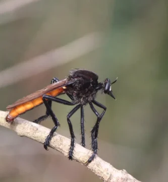 Mosca ladrona mexicana (Archilestris magnificus) fotografiada en Cadereyta de Montes, Querétaro (México)