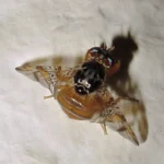 Mosca mediterránea de la fruta (Ceratitis capitata) posada sobre una hoja