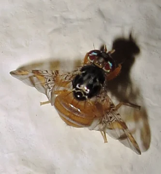 Mosca mediterránea de la fruta: reconocerla y controlarla 1 Mosca mediterránea de la fruta (Ceratitis capitata) posada sobre una hoja