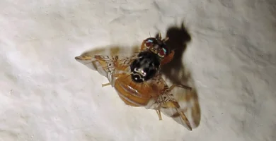 Mosca mediterránea de la fruta: reconocerla y controlarla 4 Mosca mediterránea de la fruta (Ceratitis capitata) posada sobre una hoja