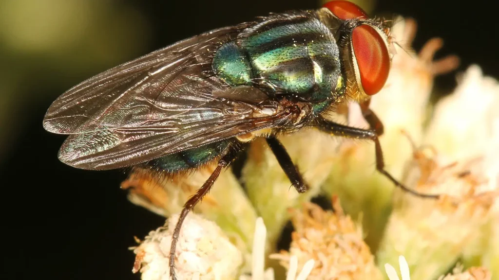 Mosca panteonera: qué es y por qué sale en cementerios 1 Mosca panteonera (Cochliomyia macellaria) posada sobre una hoja